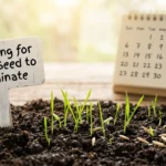 How Long for Grass Seed to Germinate